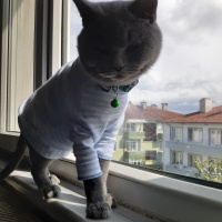 British Shorthair, Kedi  Duman fotoğrafı