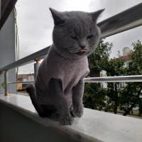 British Shorthair, Kedi  Duman fotoğrafı