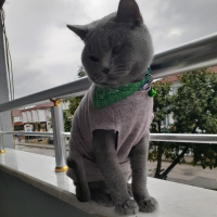 British Shorthair, Kedi  Duman fotoğrafı
