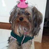 Yorkshire Terrier, Köpek  sindy fotoğrafı