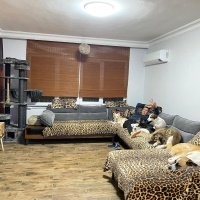 Labrador Retriever, Köpek  Zeytın fotoğrafı