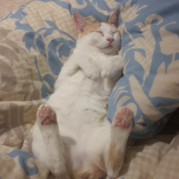 Tekir Kedi, Kedi  Nalan fotoğrafı