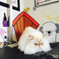 Himalayan, Kedi  Milka fotoğrafı