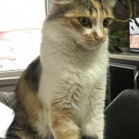 Tekir Kedi, Kedi  Miya fotoğrafı