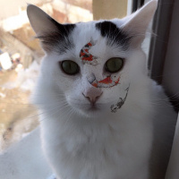 Tekir Kedi, Kedi  Cekubalım fotoğrafı