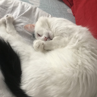 Tekir Kedi, Kedi  Cekubalım fotoğrafı
