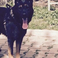 Alman Çoban Köpeği, Köpek  Reks fotoğrafı