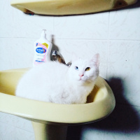 Van Kedisi, Kedi  Byrıfkı fotoğrafı