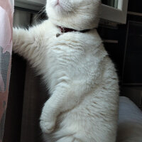 Scottish Fold, Kedi  Thor fotoğrafı