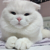 Scottish Fold, Kedi  Thor fotoğrafı