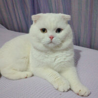 Scottish Fold, Kedi  Thor fotoğrafı