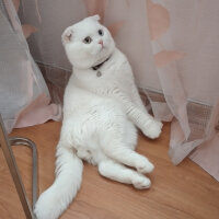 Scottish Fold, Kedi  Thor fotoğrafı