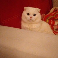 Scottish Fold, Kedi  Thor fotoğrafı