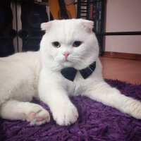 Scottish Fold, Kedi  Thor fotoğrafı