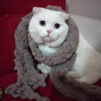 Scottish Fold, Kedi  Thor fotoğrafı