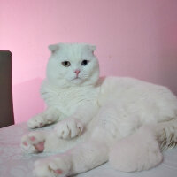 Scottish Fold, Kedi  Thor fotoğrafı