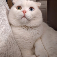 Scottish Fold, Kedi  Thor fotoğrafı