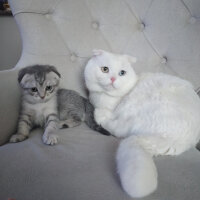 Scottish Fold, Kedi  Thor fotoğrafı