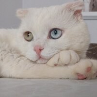 Scottish Fold, Kedi  Thor fotoğrafı