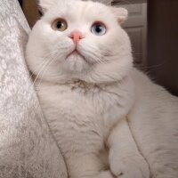 Scottish Fold, Kedi  Thor fotoğrafı