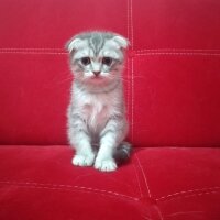 Scottish Fold, Kedi  Thor fotoğrafı