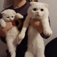 Scottish Fold, Kedi  Thor fotoğrafı