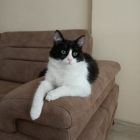 Tuxedo (Smokin) Kedi, Kedi  Püskül fotoğrafı