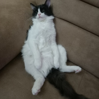 Tuxedo (Smokin) Kedi, Kedi  Püskül fotoğrafı