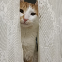 Sarman, Kedi  Kavun fotoğrafı
