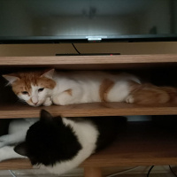 Sarman, Kedi  Kavun fotoğrafı