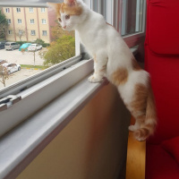 Sarman, Kedi  Kavun fotoğrafı