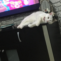 Tekir Kedi, Kedi  Beyaz fotoğrafı