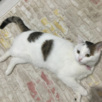 Tekir Kedi, Kedi  Beyaz fotoğrafı