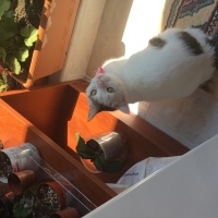Tekir Kedi, Kedi  Beyaz fotoğrafı
