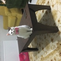 Tekir Kedi, Kedi  Beyaz fotoğrafı