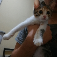 Tekir Kedi, Kedi  Zuzu fotoğrafı