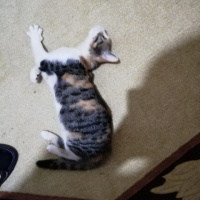 Tekir Kedi, Kedi  Zuzu fotoğrafı