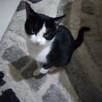 Tuxedo (Smokin) Kedi, Kedi  asil fotoğrafı