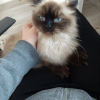 Himalayan, Kedi  Diva fotoğrafı