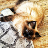 Himalayan, Kedi  Diva fotoğrafı