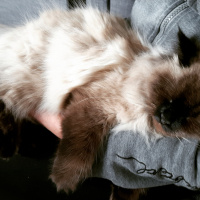 Himalayan, Kedi  Diva fotoğrafı
