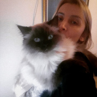 Himalayan, Kedi  Diva fotoğrafı