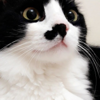 Tuxedo (Smokin) Kedi, Kedi  Oscar fotoğrafı