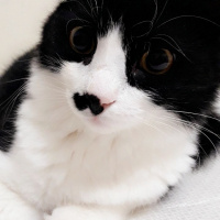 Tuxedo (Smokin) Kedi, Kedi  Oscar fotoğrafı