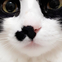 Tuxedo (Smokin) Kedi, Kedi  Oscar fotoğrafı