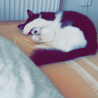 Tuxedo (Smokin) Kedi, Kedi  Oscar fotoğrafı