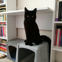 British Shorthair, Kedi  Maru fotoğrafı