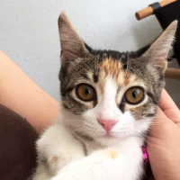 Tekir Kedi, Kedi  frida fotoğrafı