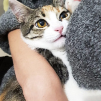 Tekir Kedi, Kedi  frida fotoğrafı