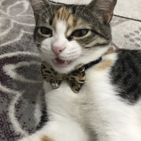 Tekir Kedi, Kedi  frida fotoğrafı